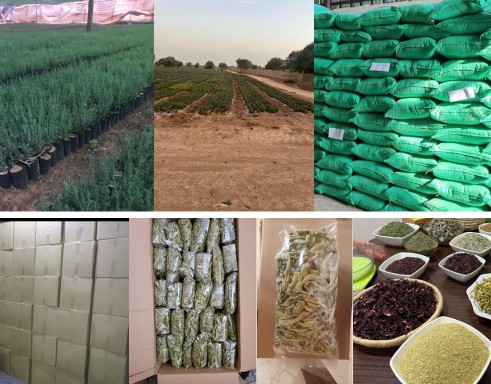 Processing herbs at HerbenHousse